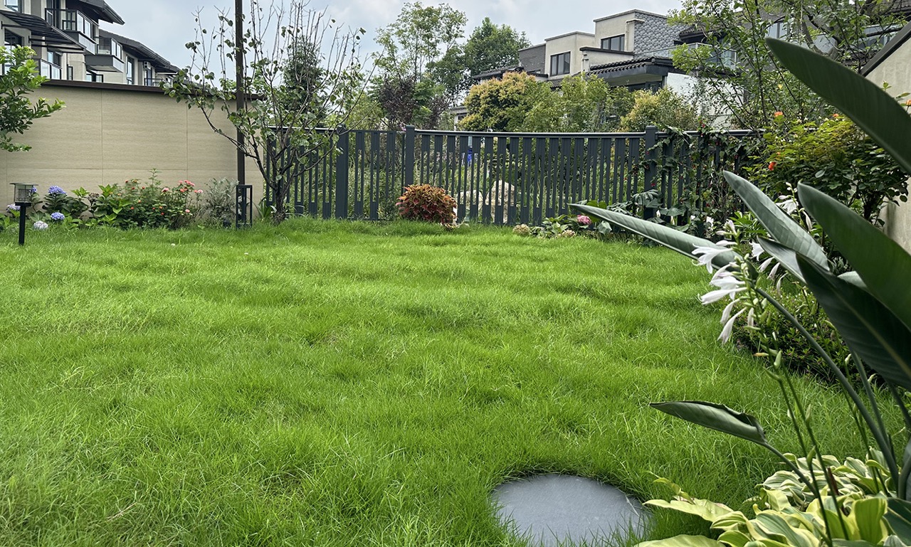新优地被植物品种推广：'金叶过路黄'在园林施工中的应用案例